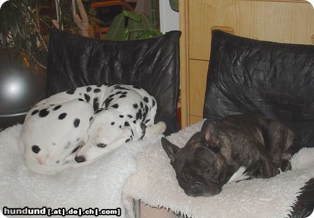 Dalmatiner Pongo und Voyou beim Mittagsschläfchen