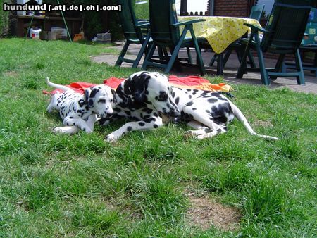 Dalmatiner Unsere Punktehunde Bandit & Candy