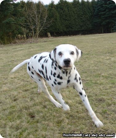 Dalmatiner Pongo auf der Wiese