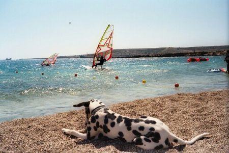 Dalmatiner Chico: Baywatch auf Karpathos