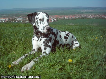 Dalmatiner Lucky über seiner Heimatstadt