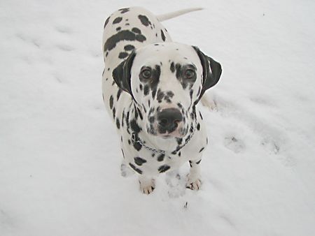 Dalmatiner Carry im Schnee