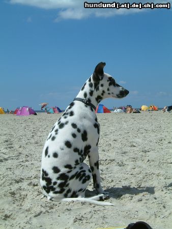 Dalmatiner Luna am Strand