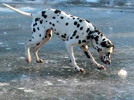 Dalmatiner Die Eisfläche