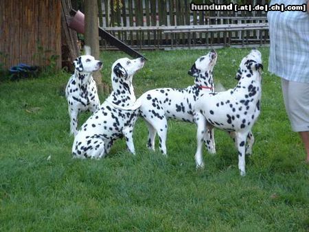 Dalmatiner Foxi,Ina,Lady und Polly vom Roßbach