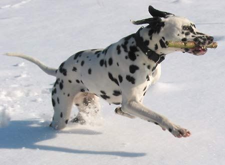 Dalmatiner Carrie im Schnee