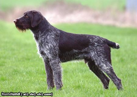 Deutsch Drahthaar Tierportrait : DD_ vorzüglicher Deckrüde  