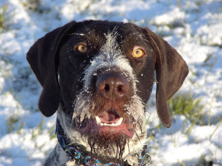 Deutsch Drahthaar henry im schnee:-)