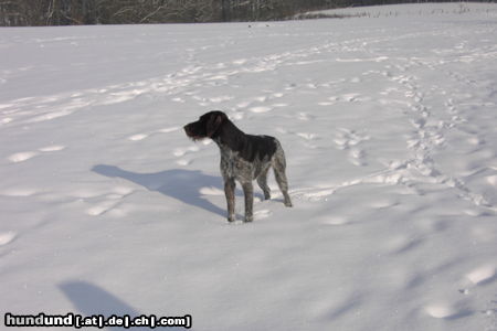 Deutsch Drahthaar Im Schnee