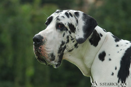 Deutsche Dogge Auf einer Ausstellung