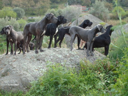 Deutsche Dogge Zuchtgruppe