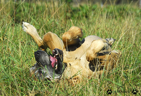 Deutsche Dogge Deutsche Dogge