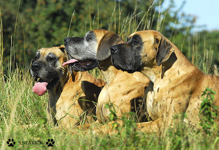 Deutsche Dogge Deutsche Doggen