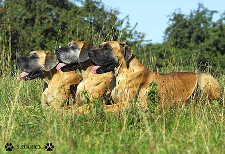 Deutsche Dogge Deutsche Doggen