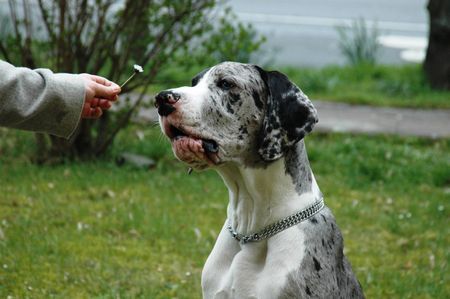 Deutsche Dogge Rio vom Odenwald 8 monate 