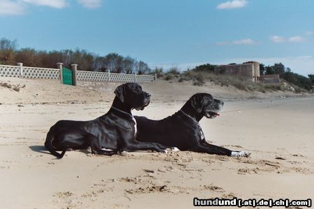 Deutsche Dogge Lava und Quattro am Golf von Taranto