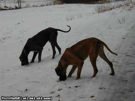 Deutsche Dogge Merlin + Luna