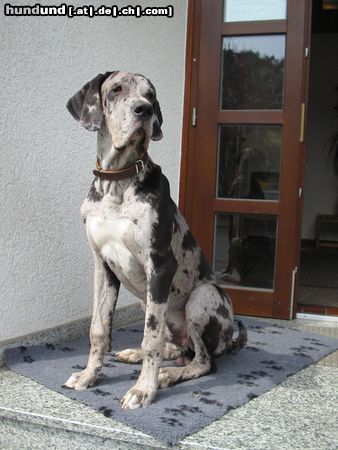 Deutsche Dogge Sir Cedric vom Hegewinkel