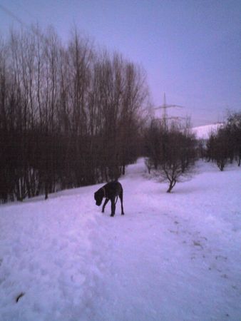 Deutsche Dogge Ben mein Kumpel