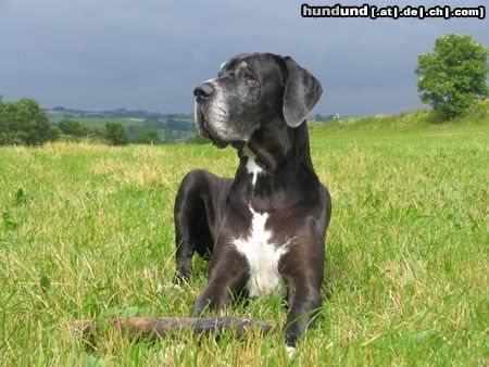 Deutsche Dogge Lava - unsere treueste Gefährtin