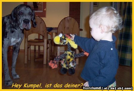 Deutsche Dogge Hey Kumpel, ist das deiner?