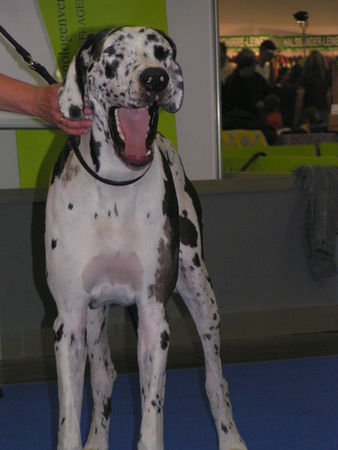 Deutsche Dogge Dieses stramm stehen auf den Ausstellungen macht immer soooooooooooooo müde