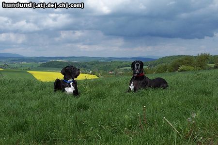 Deutsche Dogge Die beiden Deutschen Doggen Lava und Quattro in ihrer Heimat