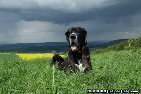 Deutsche Dogge Unsere treueste Gefährtin - Lava vom Vogtlandeck 