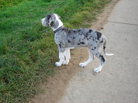 Deutsche Dogge Rio vom Odenwald 