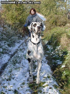 Deutsche Dogge Hi! Ich bin Clea.