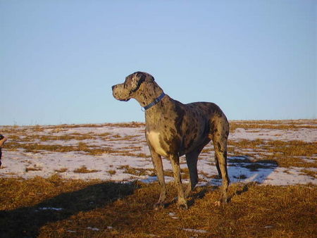 Deutsche Dogge Nessie- Alles alles gute zum Geburtstag