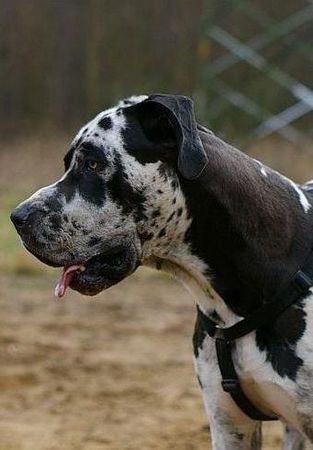 Deutsche Dogge Achilles (19 Monate)