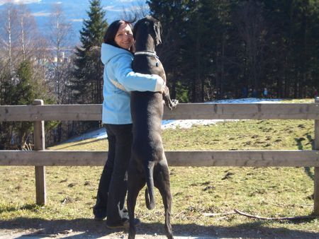 Deutsche Dogge die Sonnenanbeter