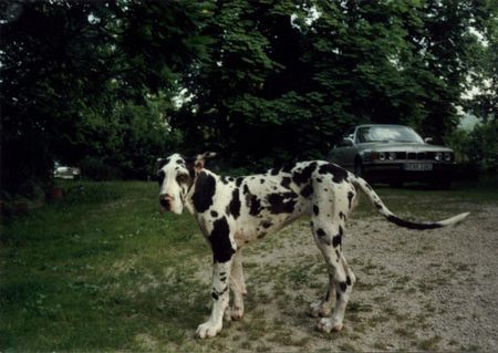 Deutsche Dogge Alexa