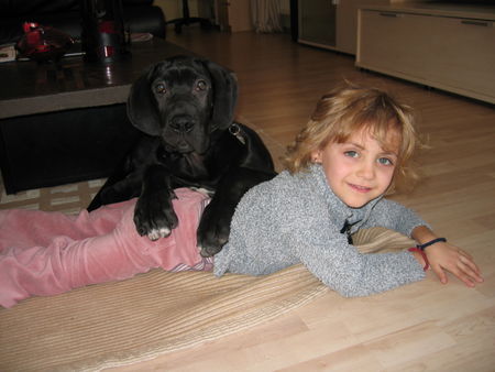 Deutsche Dogge Meggy und Bebe