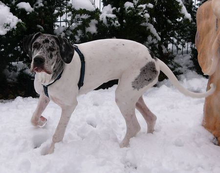 Deutsche Dogge Baghira`s erster Schnee