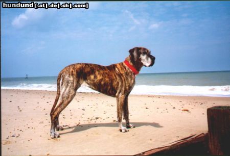 Deutsche Dogge Beachdog