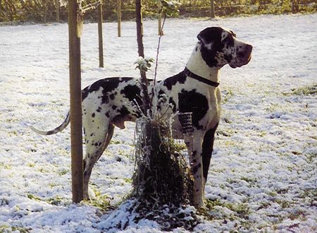 Deutsche Dogge Benares