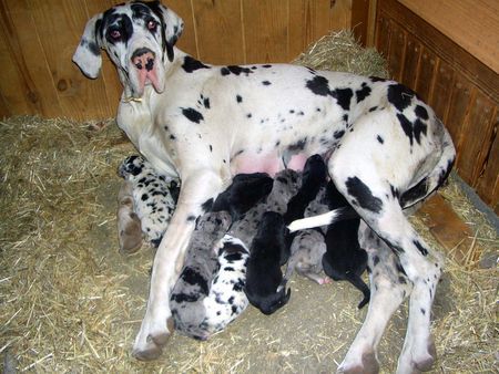 Deutsche Dogge Welpennachwuchs 08