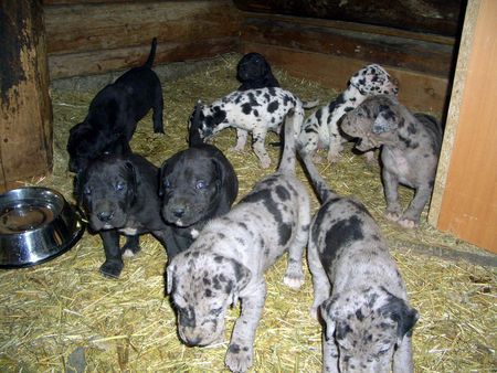 Deutsche Dogge Unsere Neunerbande!