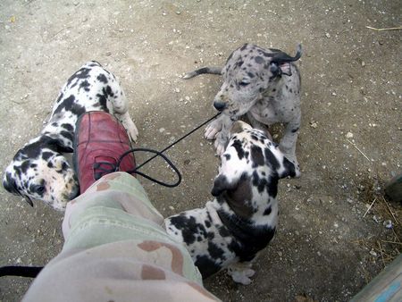 Deutsche Dogge Schuhbandspiel!