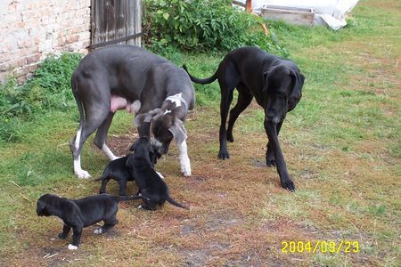 Deutsche Dogge Carlo Baby mit Eltern, Brüdern 