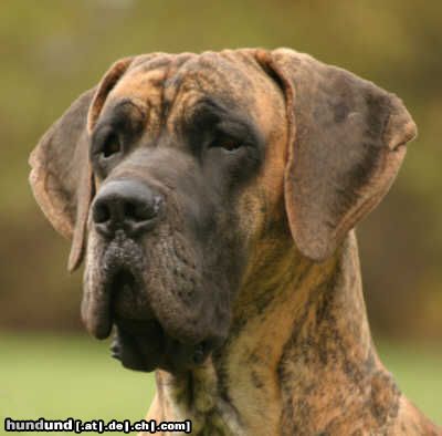 Deutsche Dogge Caruso vom Giardino Tedesco