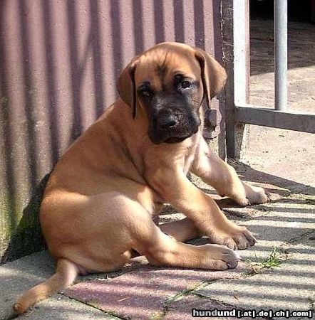 Deutsche Dogge Desperado vom Giardino Tedesco