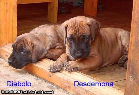 Deutsche Dogge Desdemona und Diabolo