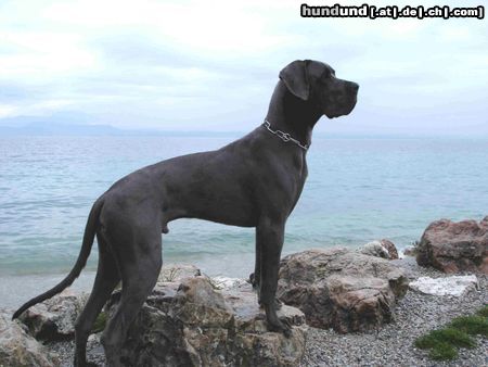 Deutsche Dogge Otello di Verdi am Gardasee