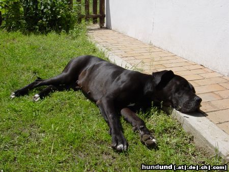 Deutsche Dogge Lady Aysha beim Sonnen