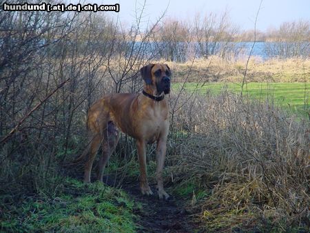 Deutsche Dogge mein lieber Hughy