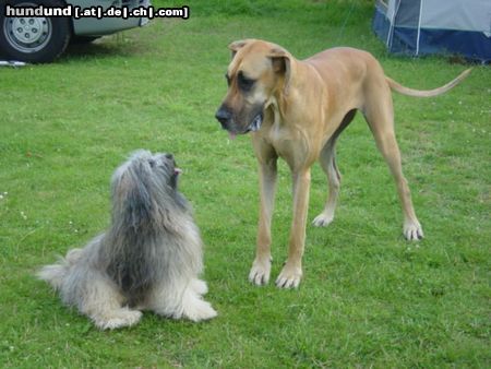 Deutsche Dogge Leon der mit viel Haar, Jentel die GROßE