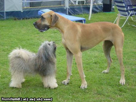 Deutsche Dogge Leon der mit viel Haar, Jentel die GROßE